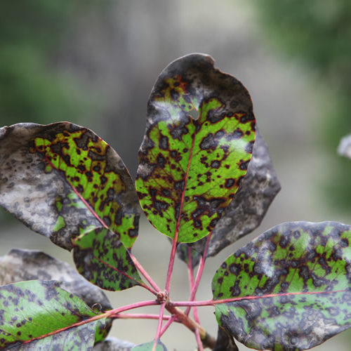 cluster of madrone leaves with red petioles. the majority of the leaves are covered in lesions or spots, but there is some green remaining.