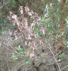 This image is tiny and I could not find a larger version. It looks like a small sapling with approximately half of its leaves brown.