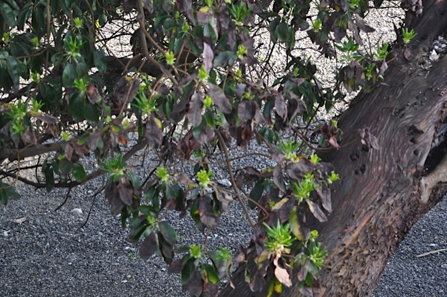 a mature madrone with its bark peeling away in patches around a knothole. it is trying to grow flowers in bright green bunches, but the leaves are brown and wilted.