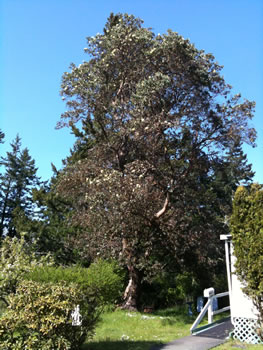 the full length of a mature madrone tree in bloom