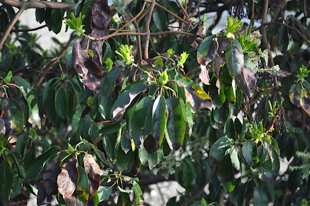 closeup on madrone leaves. there are bright green sprouts for flowers but the leaves are all wilted downward and many of them have lesions or are entirely brown.