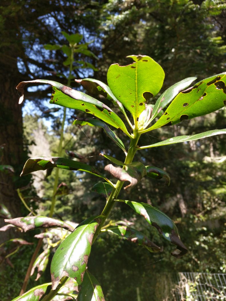 a rhododendron shoot with a green stem. Its leaves have dark brown lesions of various sizes with yellow edges.