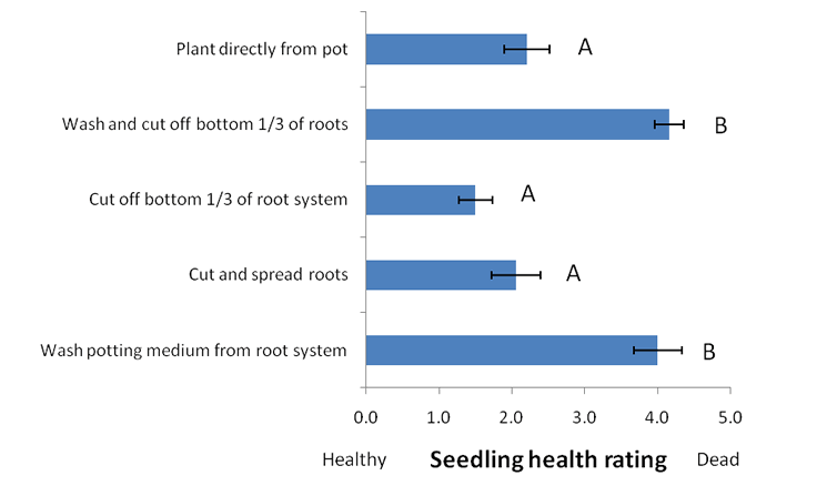 A bar graph showing the results of the treatments, with 0 being healthy and 5 being dead. Planting directly from the pot and cutting and spreading the roots had an average seedling health rating of 2. cutting off the bottom of 1/3 of the roots resulted in an average health rating of 1.5. Washing the roots, whether or not the bottom 1/3 was cut off, resulted in an average health rating of 4.