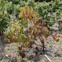 A small shrub, wilting, with yellowing and brown leaves
