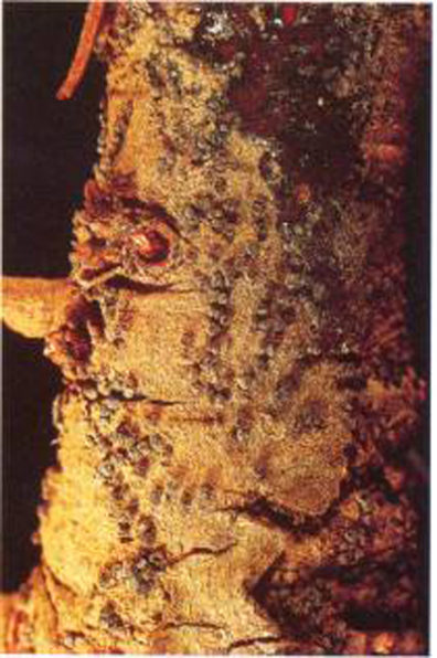 Christmas tree stem canker