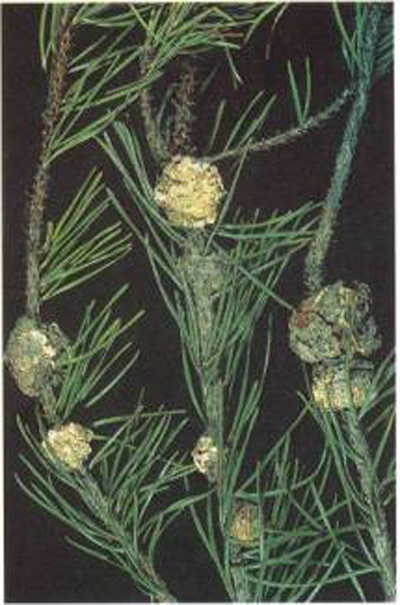 green needles with rough yellow balls growing off the stem