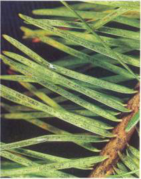 closeup on needles with small black dots indicating disease