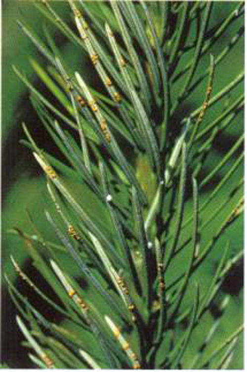 needles whose discoloration starts suddenly part of the way up each needle