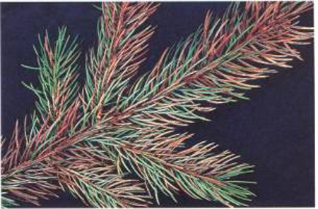 needles growing thickly off a branch. approximately half the needles are brown