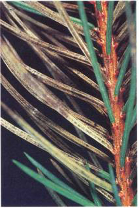 closeup on needles. some are sickly light green with darker brown spots and blotches