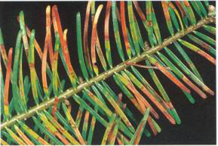 bright green needles turning yellow to red and brown in uneven patterns