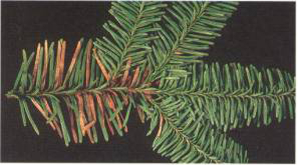 three apparently healthy twigs branch off from a spot with many reddish brown needles