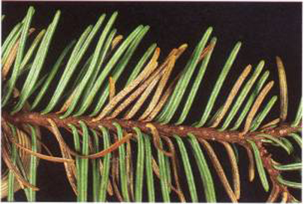 closeup on needles. some have turned light brown and gone wavy