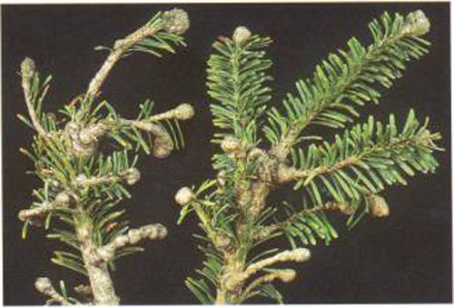 small branches with obvious bulgy growths on the bases and ends