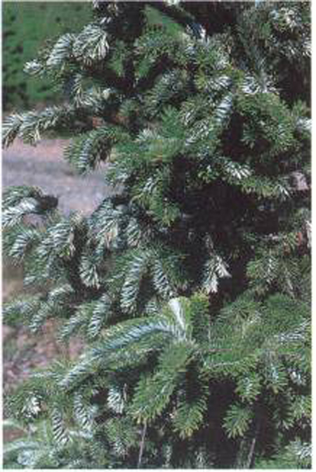 small tree with thick green needles. white shows through  the needles and the light shows that some of the twigs are entirely wrapped in something white
