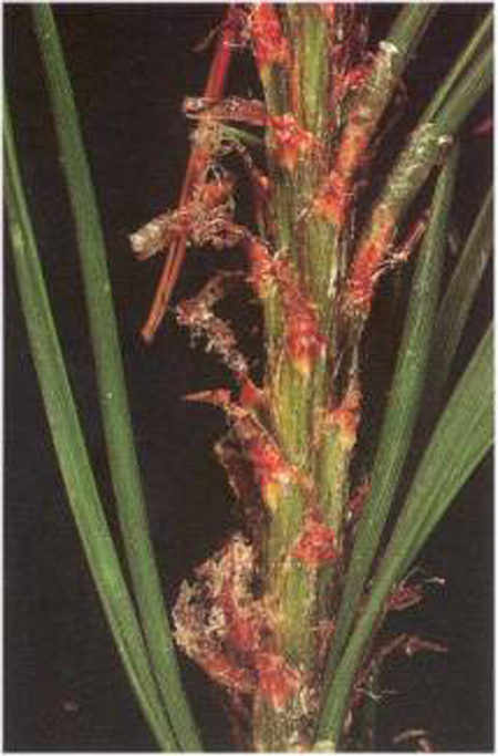 closeup on the space between branches on the stem of a conifer. the needles coming off the stem are bright red-brown and show evidence of tiny webs