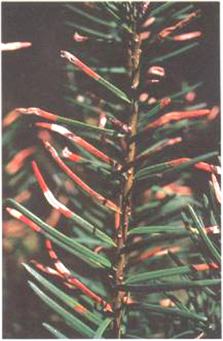 green needles that turn suddenly red and white