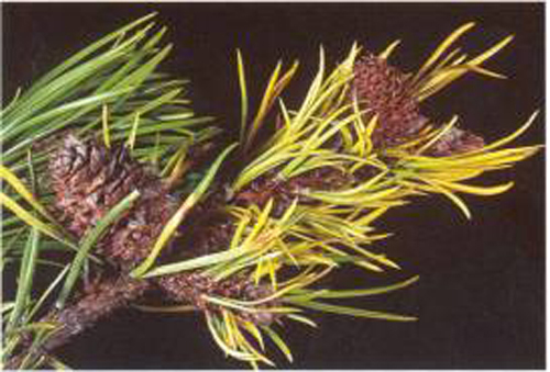 closeup of a deformed branch with yellowing needles sticking out of corky red growths