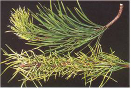 needles of two branches showing some discoloration and yellowing