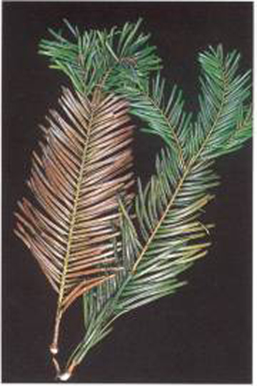 two attached twigs, the left a rusty brown and the right greener, both with apparently healthy tips