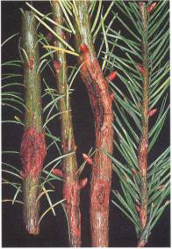 conifer twigs showing rusty red blotches