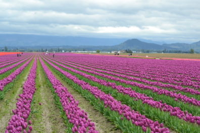 Rows of dark pink tulips as far as can be seen