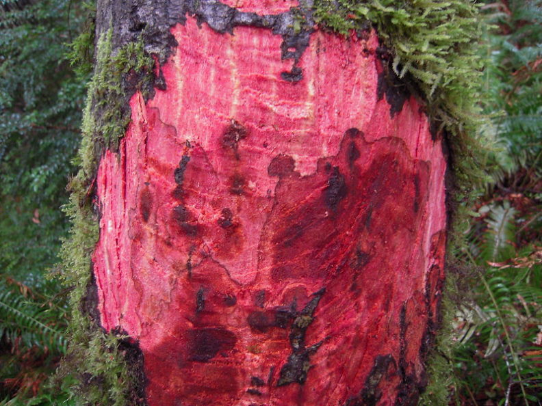 Phytophthora ramorum lesion in tanoak bark