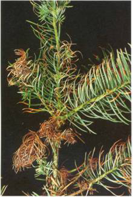 a branch with needles curling and turning brown at the margins