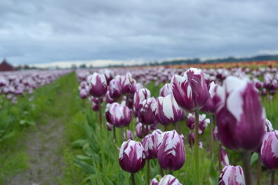 Skagit Valley variegated tulips in bloom.  link to the bulbs and cut flower research program