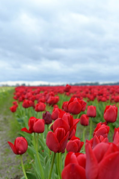 bright red tulips in a row