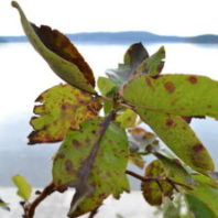 a cluster of Pacific Madrone leaves. They are green, but the edges are ragged and brown lesions are pervasive on each leaf.