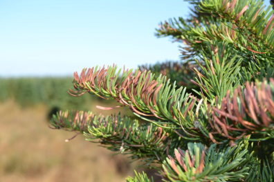 noble fir with some needles damaged. link to the Christmas Tree research program