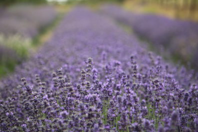 closeup on lavender flowers in rows that extend into the distance