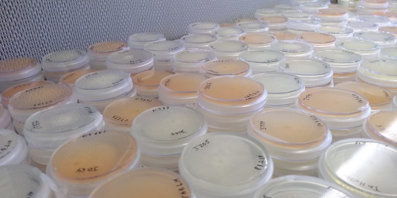 Phytophthora is cultured on petri dishes filled with nutrient agar.