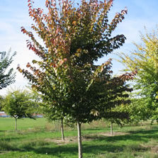 link to National Elm Trial