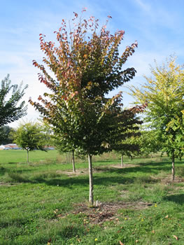 an elm tree with fall colors in a field of other elm trees with mostly green foliage spaced evenly around it
