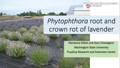 Title Slide Image of Presentation. link to Phytophthora root and crown rot of lavender