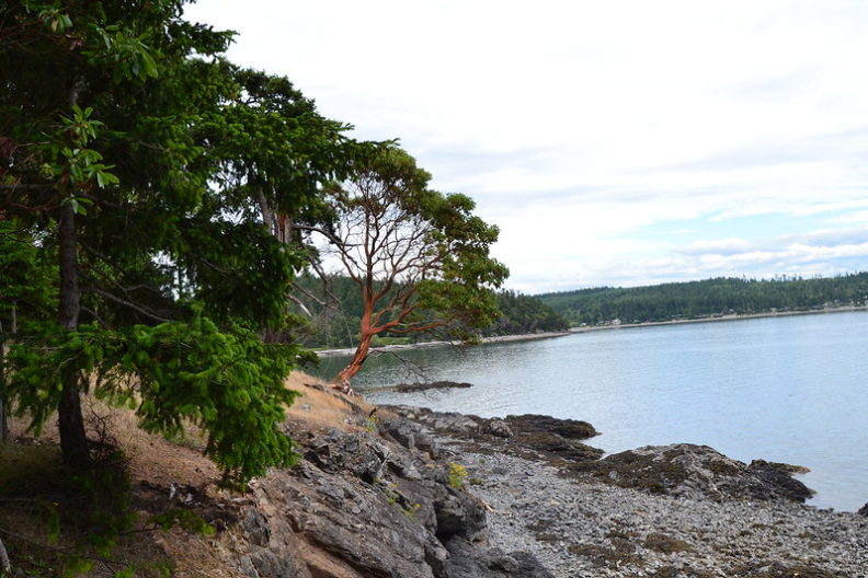 on a ridge above a rocky beach a madrone with red flash and green foliage grows at a slight angle