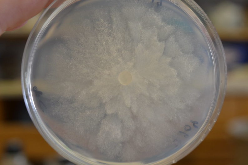 Phytophthora is grown in petri dishes filled with nutrient agar