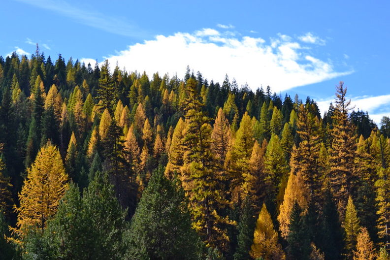a mid-elevation mixed conifer forest. Among the dark evergreens, brighter green and yellow larches are seen spread throughout.