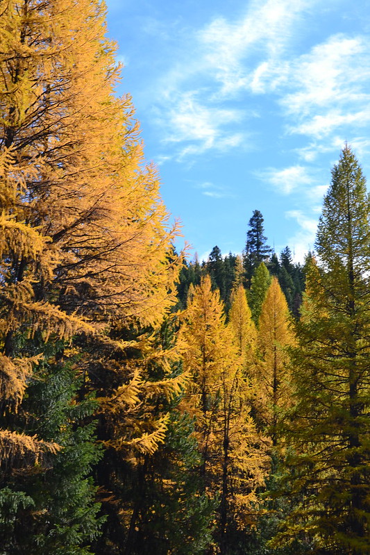 a mixed conifer forest. Some evergreen trees can be seen but the yellow larches dominate the image. Just behind and between two of the yellow larches is one that still has its bright green color.