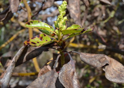 a madrone shoot. the older leaves are dark brown and deformed. The younger leaves are green but have dark brown spots