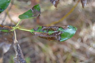 four madrone leaves from a single cluster showing varying levels of dark brown lesion