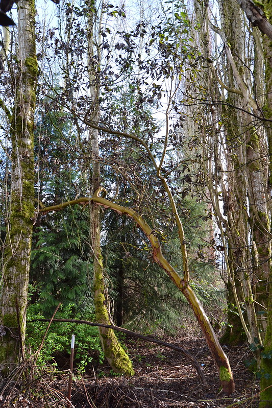 a young madrone tree growing sideways to seek light