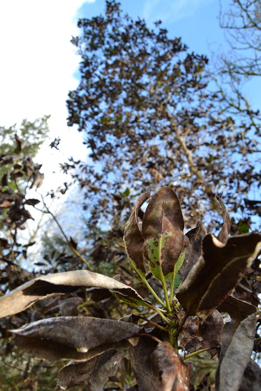 a cluster of madrone leaves. most of them are already brown and dead but two standing up toward the top of the cluster have some green remaining.