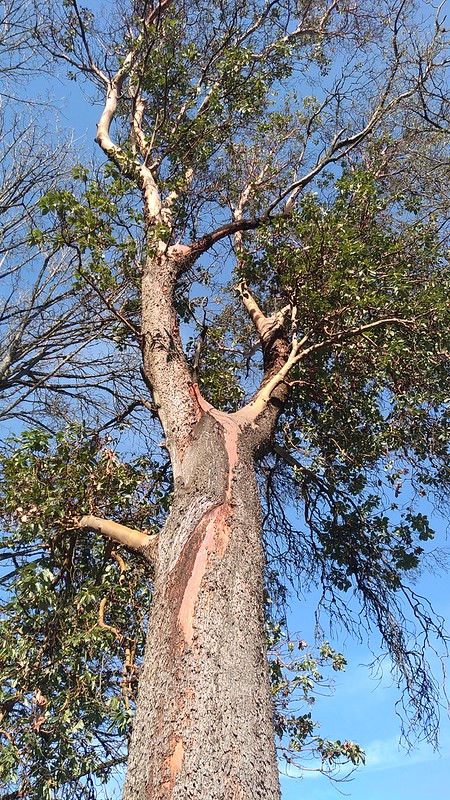 looking upward at a mature madrone tree with foliage that is sparse on some branches. its bark has begun to peel and red wood can be seen beneath.