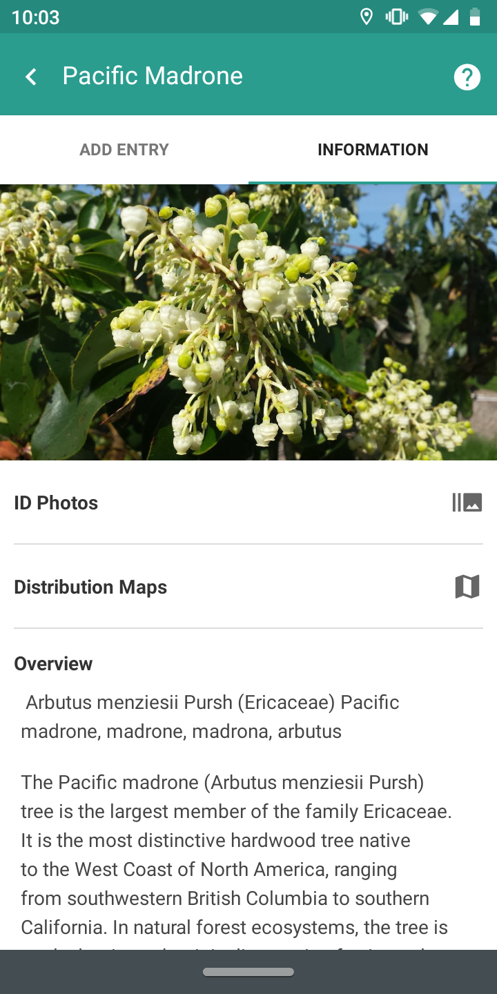 screenshot of a phone app on a page about pacific madrone. the photo at the top shows white flowers in clusters