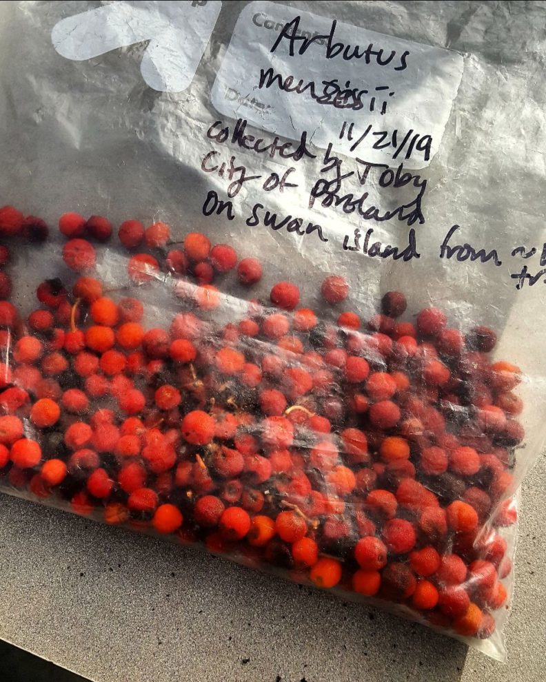 a gallon ziploc bag laid flat, about half full of bright red berries. the bag is labeled using sharpie, detailing the species, date, and location where the samples were collected.