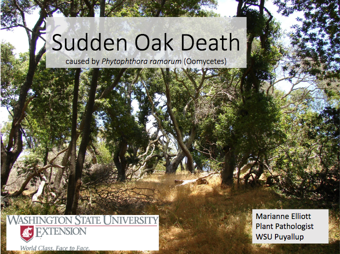 Sudden Oak Death Presentation Link
