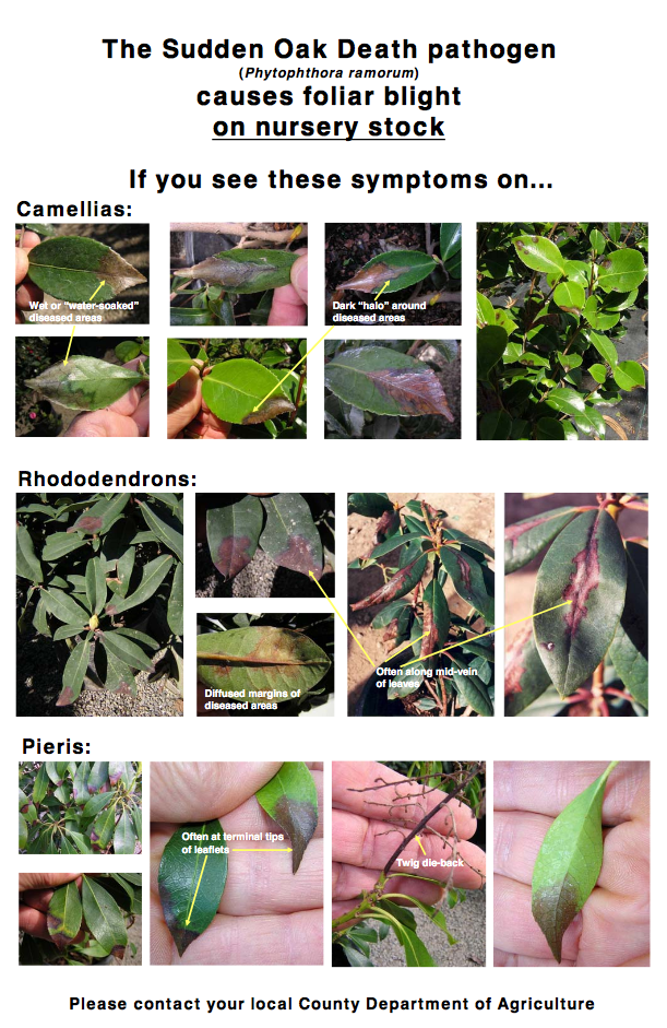 symptoms for Camellia, Rhododendron, Pieris